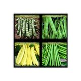 Fento No8 4'lü Karma Fasülye Tohumları Toplamda 1kg. Fasulye Tohumu (250'şer Gr Cino Sarı Kız Feymen Erva)