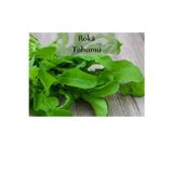Fento Roka Tohumu 1 Paket Ekmeye Uygun Verimi Yüksek Paket Tohum Roka Bitkisi