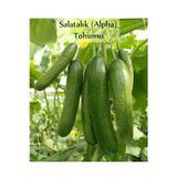 Fento Salatalık Tohumu Beith Alpha 1 Paket Hıyar Tohumu Ekmeye Uygun Yüksek Verimli Paket Tohum Salatalık