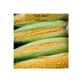 Fento Tatlı Mısır Tohumu 1 Paket (10gr=45+ Adet) Mısır Tohumu