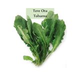 Fento Tere Tohumu 1 Paket (10gr=5000+ Adet) Tere Otu Tohumu Geniş Yapraklı Tere