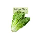 Fento Yedikule Marul Tohumu 1 Paket (10gr=8000+ Adet) Yedi Kule Marul Tohumu