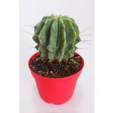 Ferocactus Glaucescens Nadide Tür Tekli Özel Kaktüs 8.5 cm Kırmızı Saksıda