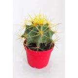 Ferocactus Glaucescens Sarı Dikenli Nadir Özel Tür Kaktüs Büyük Boy 12 Cm Kırmızı Saksıda