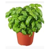 Fesleğen Güzel Bitki Romagna Toprakları İtalya'da Üretilmiştir Pesto Ceneviz Vazosu 12 cm