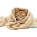 Feyza Design Yumuşak Peluş Kedi Battaniyesi 60X80 Cm, Sıcacık ve Rahat Kullanım - Ahşap - Bej - Seçenek 1