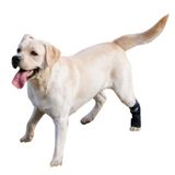 Fico Köpek Arka Ayak Bileği (Hock) Ortezı, Artrit ve Ayak Bileği Destekleyici, Veteriner Onaylı Arka Bacak Desteği, Çıkarılabilir Atelli Ayarlanabilir Ortopedik Destek, Ameliyat Sonrası için (X Large)