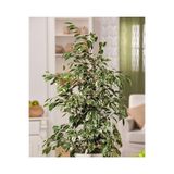 Ficus Benjamin 90-110 Cm, 45849809