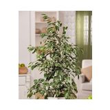 Ficus Benjamin 90-110 Cm, BTS05032025BYB36