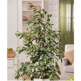 Ficus Benjamin 90-110 cm