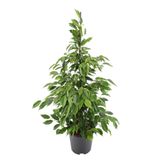 FİCUS BENJAMİN BİTKİSİ (60-70 CM)