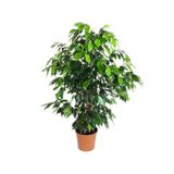 Ficus Benjamin Daniella 90 - 100 CM