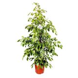 Ficus Benjamin Gold Bitkisi