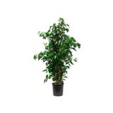 Ficus Benjamin Salon Bitkisi 60-100Cm, 3956489995277