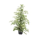Ficus Benjamin Starlight 110 120 Cm Ev Bitkisi Salon Bitkisi Ofis Bitkisi