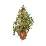 Ficus Benjamin Starlight