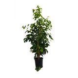 Ficus Benjamina-benjamin Bitkisi 110-130 Cm