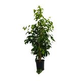 Ficus Benjamina-benjamin Bitkisi 80-100 Cm