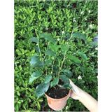 Ficus Benjamina Danielle-Benjamin Bitkisi 70CM