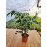 Ficus Benjamina Danielle Benjamin Ev-ofis-iç Mekan Salon Bitkisi 15 Cm Saksıda 30-40 Cm Arası