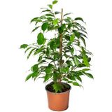 Ficus Benjamina Salon Ofis Bitkisi Yeşil Benjamin 1 Adet 30-60CM