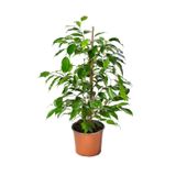 Ficus Benjamina Salon Ofis Bitkisi Yeşil Benjamin 1 ADET 40-60Cm