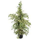 Ficus Benjamina Twilight Yeşil Beyaz Yaprakllı Çiçek Antalya