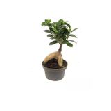 Ficus Bonsai (14 Cm Saksıda)