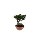 Ficus Bonsai - 29 cm Saksıda