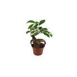 Ficus Bonsai Ağacı – 6 Cm Plastik Saksıda