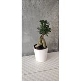 Ficus Bonsai Agacı Seramik Saksıda (Peri)