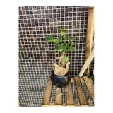 Fıcus Bonsai Ağacı