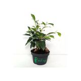 Ficus Bonsai Bitkisi 30 Cm