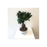 Ficus Bonsai - Ficus Ginseng -Adam Ağaç 30-40 cm Arası