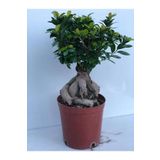 Ficus Bonsai İthal 100 gr