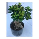 Ficus Bonsai Ithal 500 gr