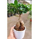 Ficus Bonsai Minyatür
