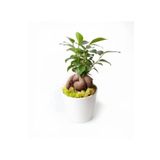 Ficus Bonsai Seramik Saksı Da....