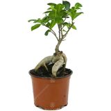 Ficus Bonsai
