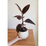 Ficus Elastica Belize-Pembe Kauçuk Ağacı-40-50 Cm-Ev Ofis Salon İç Mekan Bitkisi