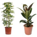 Ficus Elastica (Kauçuk) 60-80 cm - Shefflera (Şeflera) 100-120 Tek Gövdeli