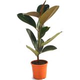 Ficus Elastica Robusta Yeşil Yaprak Kauçuk Ev Ofis Bitkisi 20-45CM