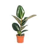 Ficus Elastica Robusta Yeşil Yaprak Kauçuk Ev Ofis Bitkisi Salon Çiçeği 20-45cm