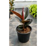 Ficus Elastica Siyah Yapraklı Kauçuk Bitkisi 15/30 cm