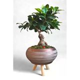 Ficus Ging Seng Bonsai Ayaklı Saksı da
