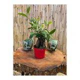 Ficus Gingseng Bonsai Ağacı Boy 20-25 Cm Saksı Çapı 9,5 Cm