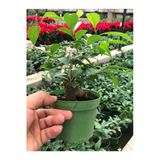 Fıcus Gınseng 30-60 Gr Bonsai