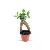 Ficus Ginseng | Adam Ağaç 7Cm Ø - Bonsai
