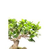 Ficus Ginseng Bonsai 20-30 Cm