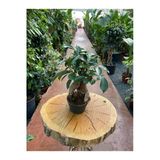 Ficus Ginseng Bonsai 30-35 Cm